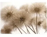 Fototapete L&ouml;wenzahn Boho Natur &ndash; Moderne Gro&szlig;format Wandtapete 300x210 Cm &ndash;