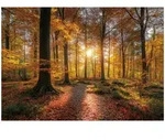 Fototapete Wald Natur B&auml;ume &ndash; Moderne Gro&szlig;format Wandtapete 300x210 Cm &ndash; F&uuml;r