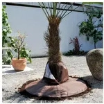 Bio Green Palmen Wurzelschutz H&ouml;he 30 Cm, &Oslash; Stamm 30cm, &Oslash; Gesamt 100 Cm