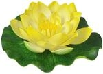 Seerose Gelb Klein - Heissner
