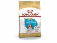 Royal Canin - bhn Cavalier King Charles Spaniel Puppy – Trockenfutter für Welpen