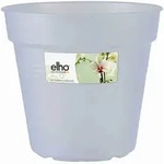 Green Basic Orchidee Transparent 13 Cm