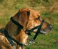 Top Trainer Training Harness, S, Black