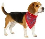 Nobby - Halsband Mit Tuch Hundebekleidung