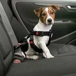 Auto Sicherheitsgeschirr F&uuml;r Hunde - M (40-60 Cm) - Karlie