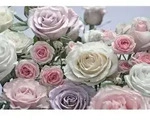 Komar Fototapete Floraison 368&times;254 Cm 8-736