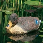 Schwimmente Stockente
