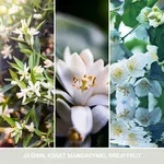 Yankee Candle Auto-duftkerze, Duftrichtung Mitternachtsjasmin, 15 G