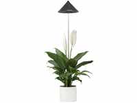 Parus by Venso SUNLiTE 7W LED Vollspektrum Pflanzenlampe Grau, Indoor Plants...