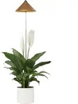 Parus By Venso Sunlite 7w Led Vollspektrum Pflanzenlampe Kupfer, Indoor Plants