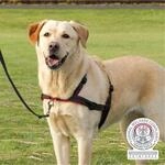 Lead'n'walk Soft Erziehungsg. S M: 45 70 Cm/25 Mm Schwarz