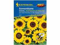 Sonnenblumen Pradomio - Blumensamen - Kiepenkerl