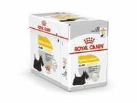 Royal Canin - Dermacomfort -Beutel (Pat) Hundefutter - 12x85 g