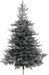 Amicasa - Schneebedeckter Grandis-weihnachtsbaum H210 X &Oslash;150 Cm