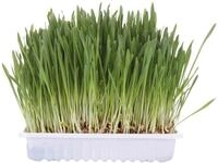 Cat Grass, Bowl/approx. 100 G