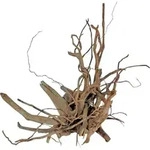 Orbit Finger-wurzel Gr&ouml;&szlig;e M 30-40 Cm Wurzel/geh&ouml;lz