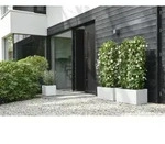 Elho Vivo Next Quadratische Blumenkasten 12 Liter