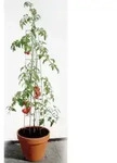 Bellissa - Tomatenturm 120 Cm Hoch Spalier Rankhilfe Rankgitter