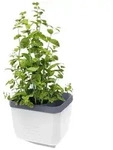 Gusta Garden Kr&auml;utertopf "Herbs Buddy" in Wei&szlig; - (B)16 x (H)14 x (T)13 cm