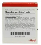 Musculus suis Injeel forte Ampullen