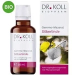 Gemmo Mazerat Silberlinde Doktor koll Tilia Tomentosa