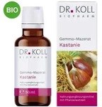 Gemmo Mazerat Kastanie Doktor koll Castanea Vesca Tro.
