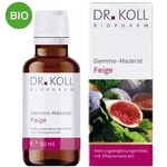 Gemmo Mazerat Feige Doktor koll Ficus Carica Tropfen