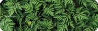 LogiLink Handballenauflage ID0169, Wald Motiv, Schaumstoffpolsterung, f&uuml;r kompakte