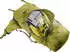 Deuter Aircontact Core 70+10 (2024) cactus/ivy