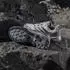 adidas Terrex Skychaser Ax5 beige/carbon/grey four (Herren) (JR3975)