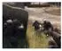 Operation Flashpoint - River (PC)