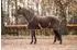Equinate Nevada Abschwitzdecke Fleece, braun, 165cm