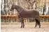Equinate Orlando Abschwitzdecke Fleece mit Widerristpolster 145cm braun