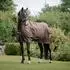 Bucas Outdoordecke Irish Turnout 150 g espresso 165 cm