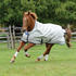 Bucas Power Turnout Light High Neck