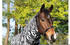 Busse Paddock Fliegendecke Comfort Pro Zebra (603210)