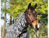Busse Paddock Fliegendecke Comfort Pro Zebra (603210)