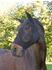 Kerbl Fliegenschutzmaske FinoStrech Pony schwarz