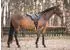 Equinate Stella Reitpad Pony, verziertes Kunstleder, schwarz