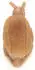Teddy Hermann Schnecke Lotta 20 cm