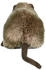 Teddys Rothenburg Nutria liegend braun 22 cm Biber