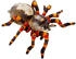 Die Spiegelburg Spinne - Nature Zoom Wild