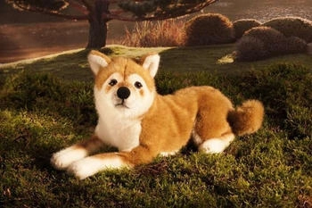 Kösener Shiba-Inu liegend 33 cm