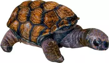 Die Spiegelburg Schildkröte Nature Zoom Wild
