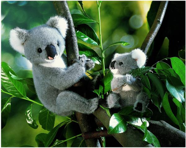 Kösener Koala 23 cm