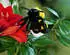 Kösener Hummel-Linchen 12 cm