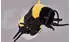 Kösener Hummel-Linchen 12 cm