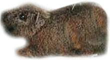 Kösener Biber Bibi liegend klein 26 cm