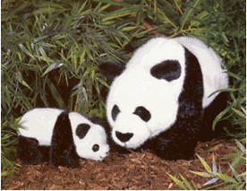 Kösener Panda-Baby 17 cm