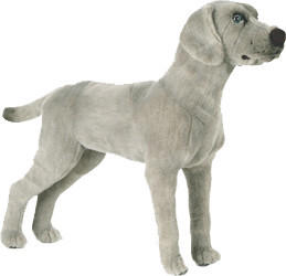 Kösener Weimaraner Hund 47 cm
